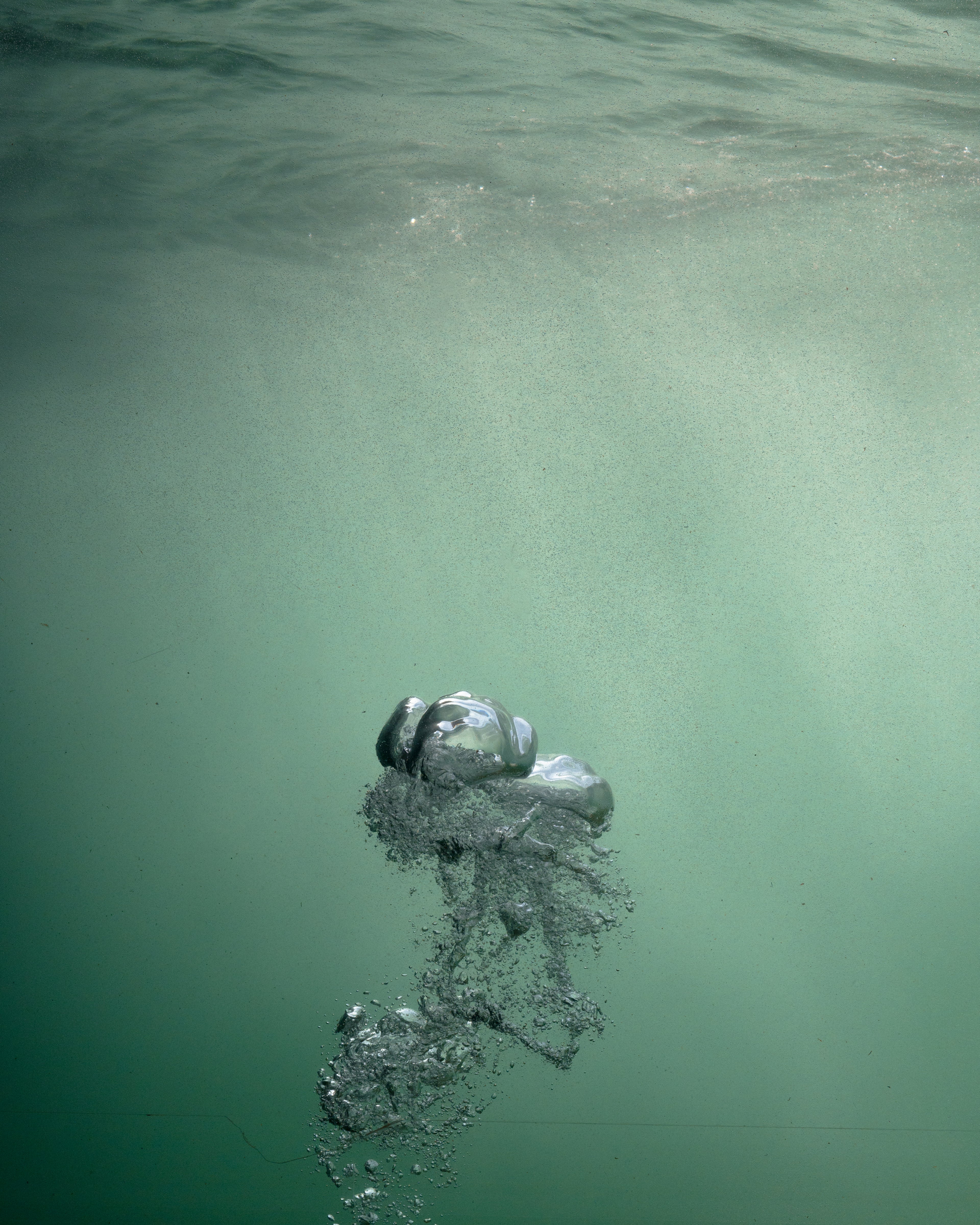 buble of a common seal