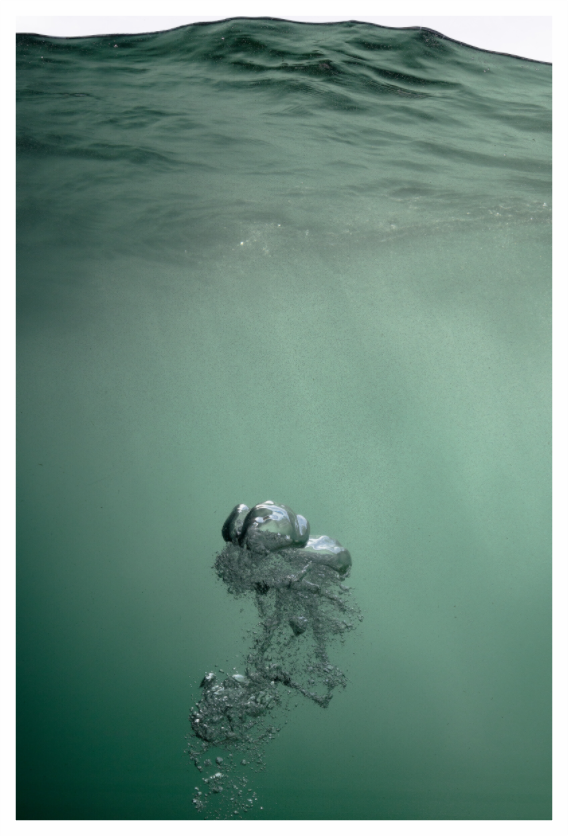 Main image buble of a common seal 