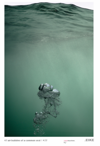 Main image bubble of a common seal 